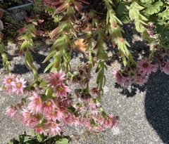 Sempervivum arachnoideum