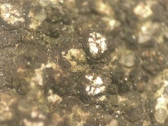 Enterographa hutchinsiae