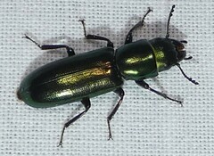 Temnoscheila virescens