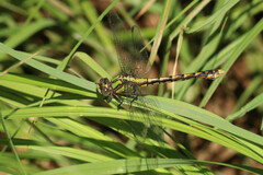 Ophiogomphus susbehcha