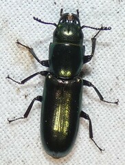 Temnoscheila virescens