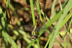 Ophiogomphus susbehcha