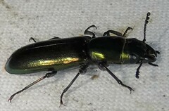 Temnoscheila virescens