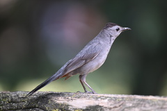 Dumetella carolinensis