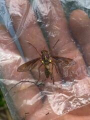 Blepharepium annulatum