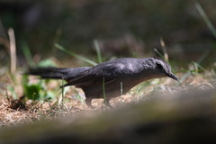 Dumetella carolinensis