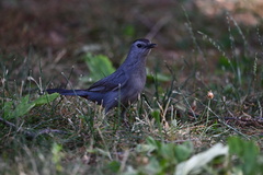 Dumetella carolinensis