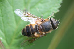 Eoseristalis