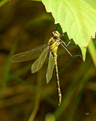 Dromogomphus spinosus