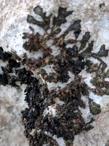 Collema polycarpon image