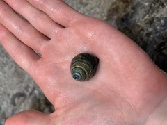 Tegula pellisserpentis