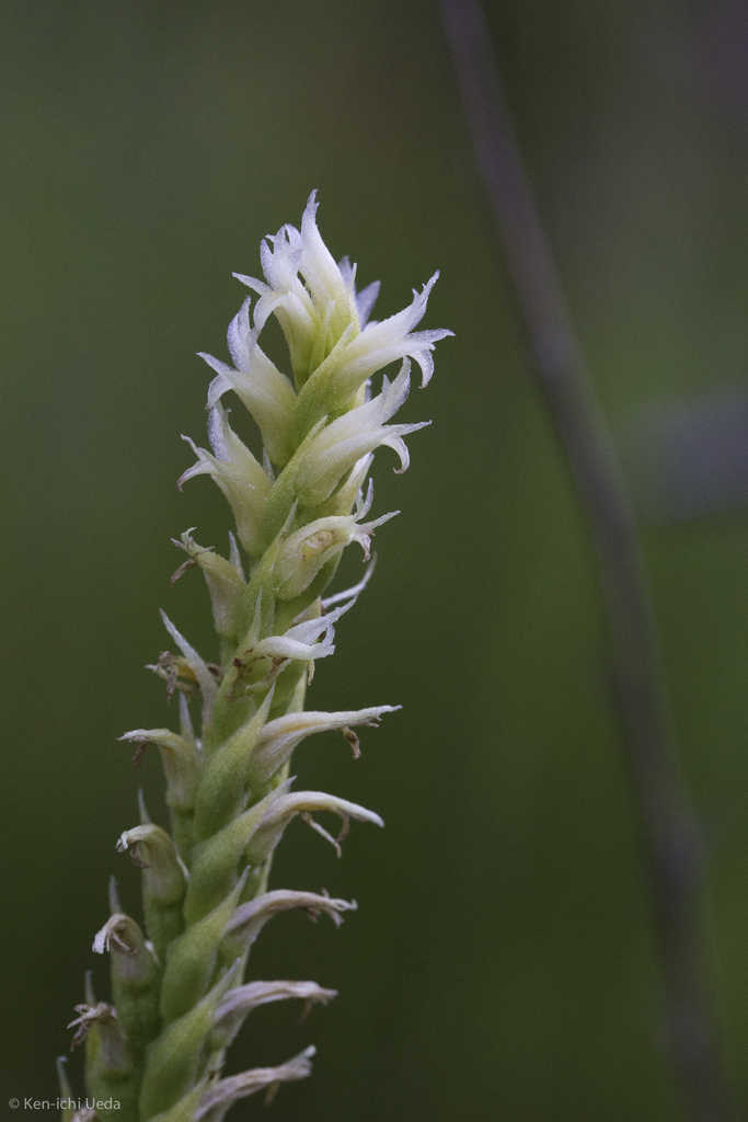 Spiranthes porrifolia