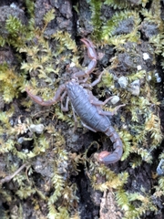 Pseudouroctonus reddelli