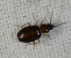 Eucaerus varicornis