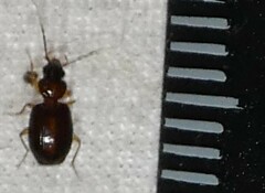 Eucaerus varicornis