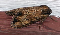 Apamea lignicolora