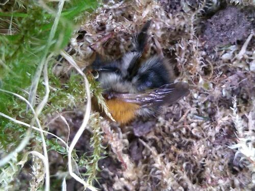 Common carder bee