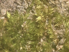Sematophyllum demissum