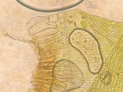 Sematophyllum demissum