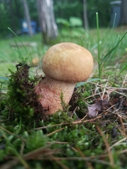 Boletus subcaerulescens