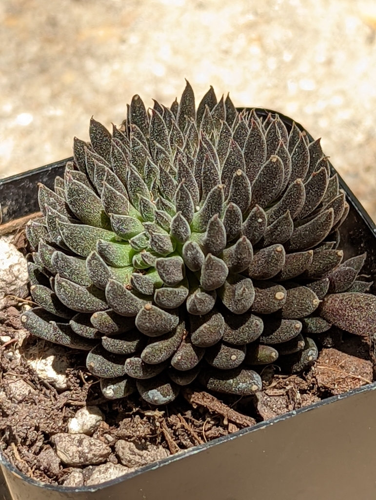 Sinocrassula yunnanensis (Franch.) A.Berger