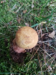 Boletus subcaerulescens