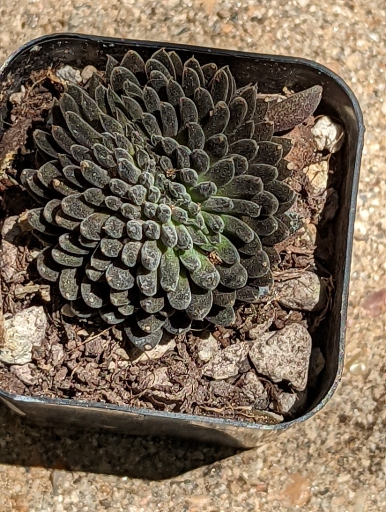 Sinocrassula yunnanensis (Franch.) A.Berger 2
