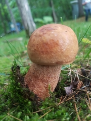 Boletus subcaerulescens