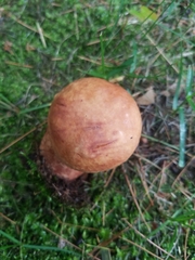 Boletus subcaerulescens