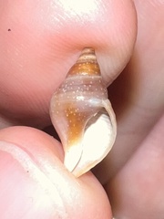 Buccinulum littorinoides