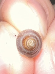 Buccinulum littorinoides