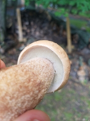 Boletus subcaerulescens