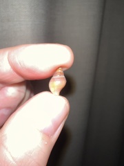 Buccinulum littorinoides