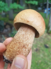 Boletus subcaerulescens