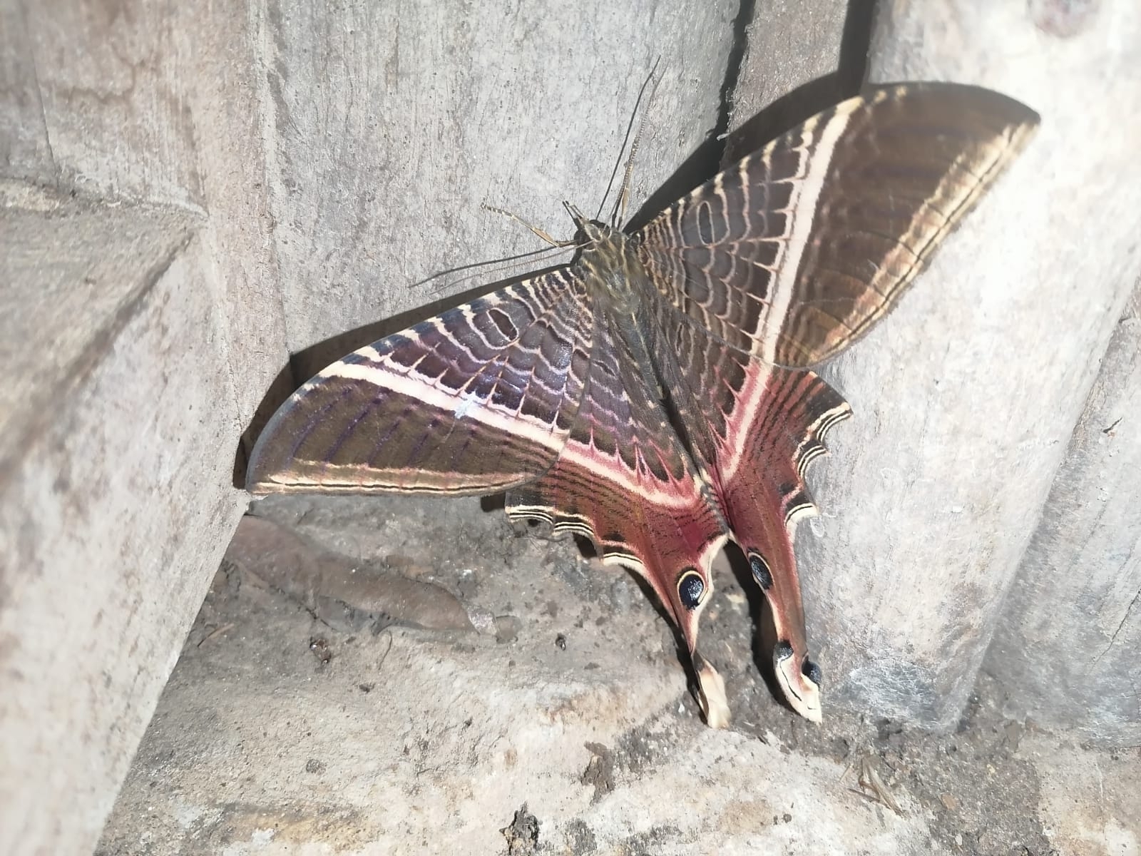 Nothus lunus Linnaeus, 1758