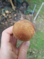 Boletus subcaerulescens