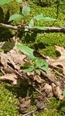 Calopteryx maculata