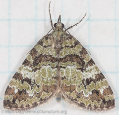 Hydriomena speciosata