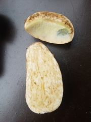 Boletus subcaerulescens