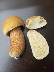Boletus subcaerulescens