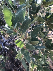Quercus × undulata