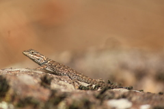 Sceloporus jarrovii