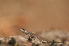 Sceloporus jarrovii