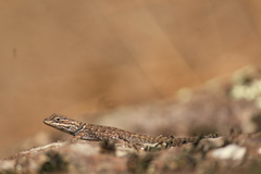 Sceloporus jarrovii