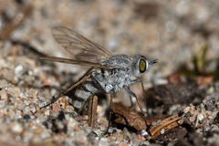 Acrosathe annulata