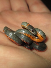 Diadophis punctatus modestus