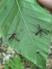 Furia ithacensis