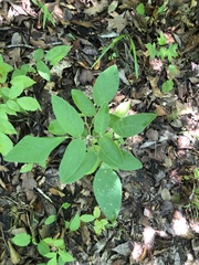 Desmodium nuttallii