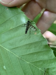 Furia ithacensis