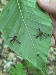 Furia ithacensis